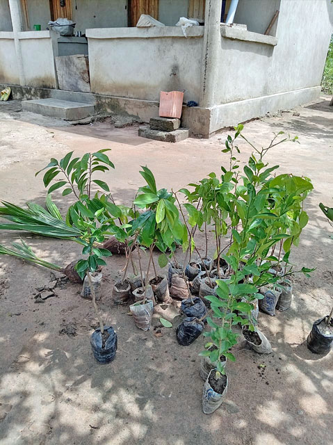 arbres_plantes
