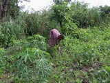 Les arachides sont les petits plants. Les grands plants sont du manioc.