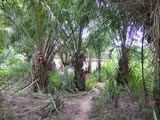 Forêt de palmiers