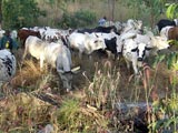 Troupeau dans la région de Kara